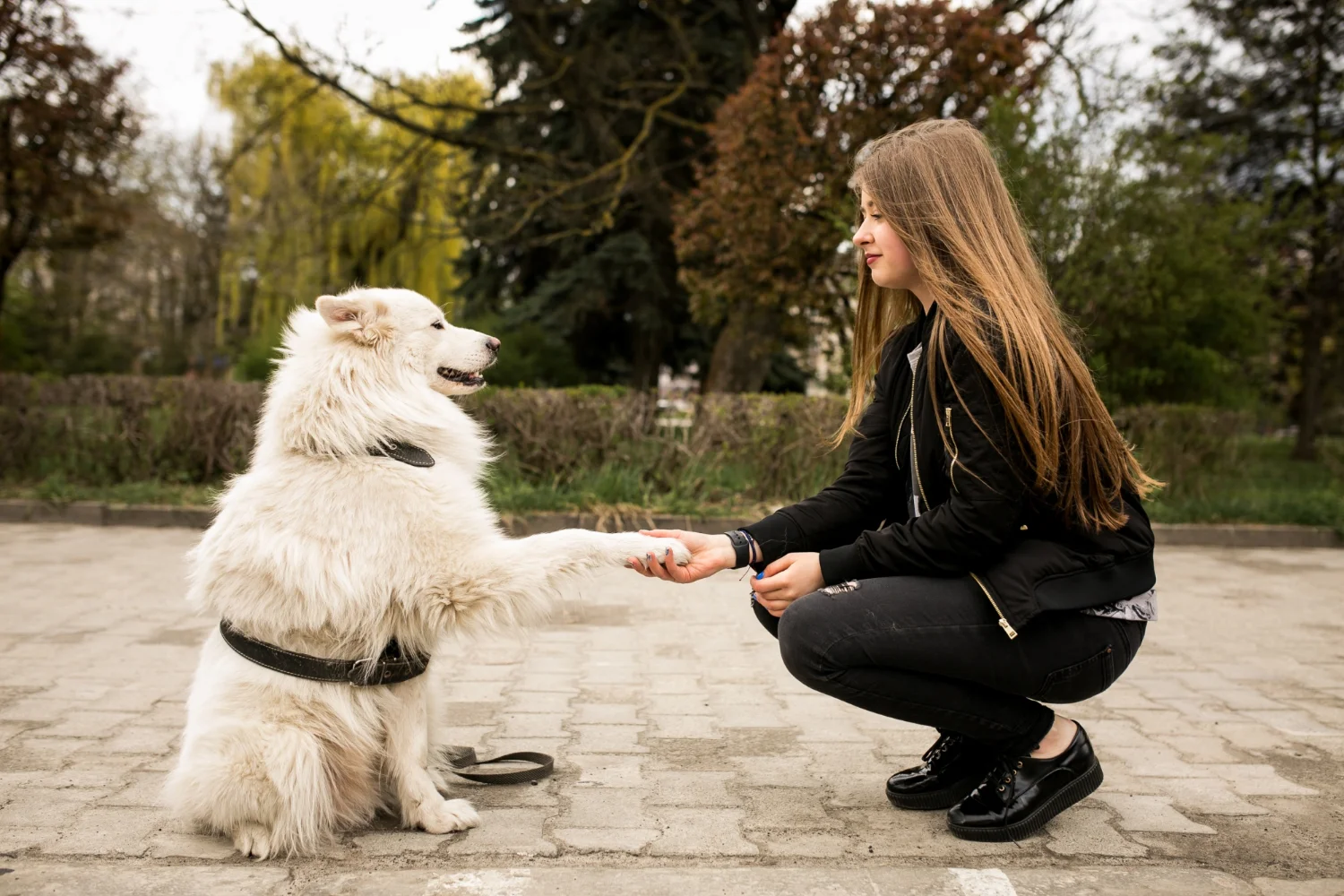 Woman teaching her dog the sit command and shake command too 