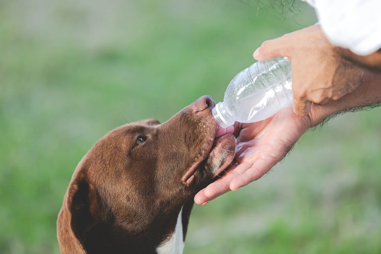 dog drinking water form a water bottle