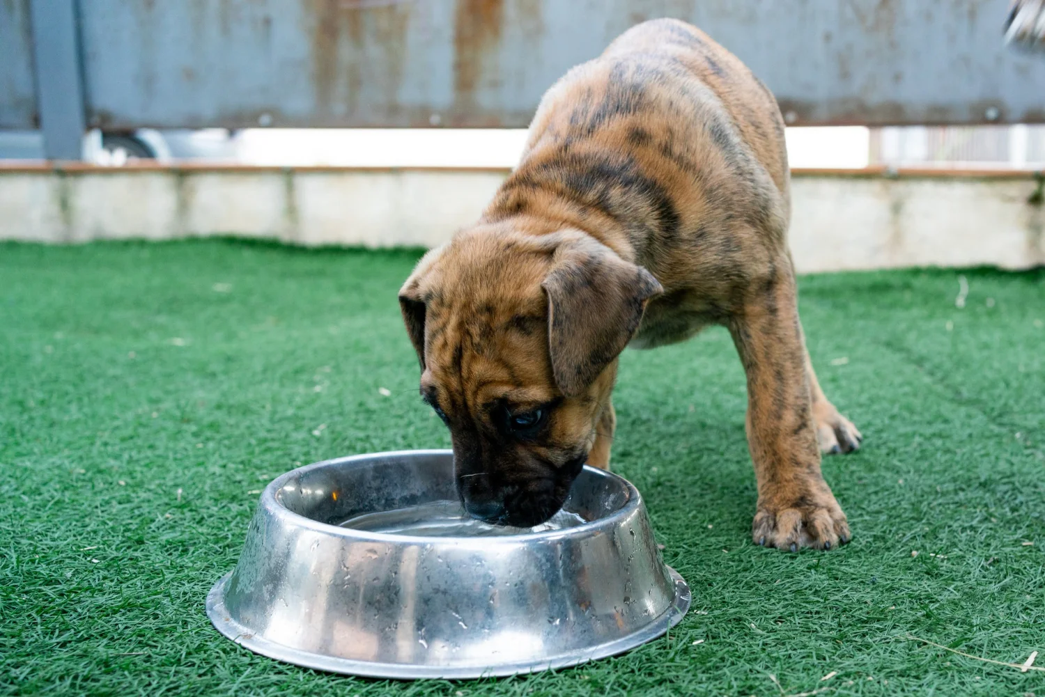 puppy drinking water from a water bowl 