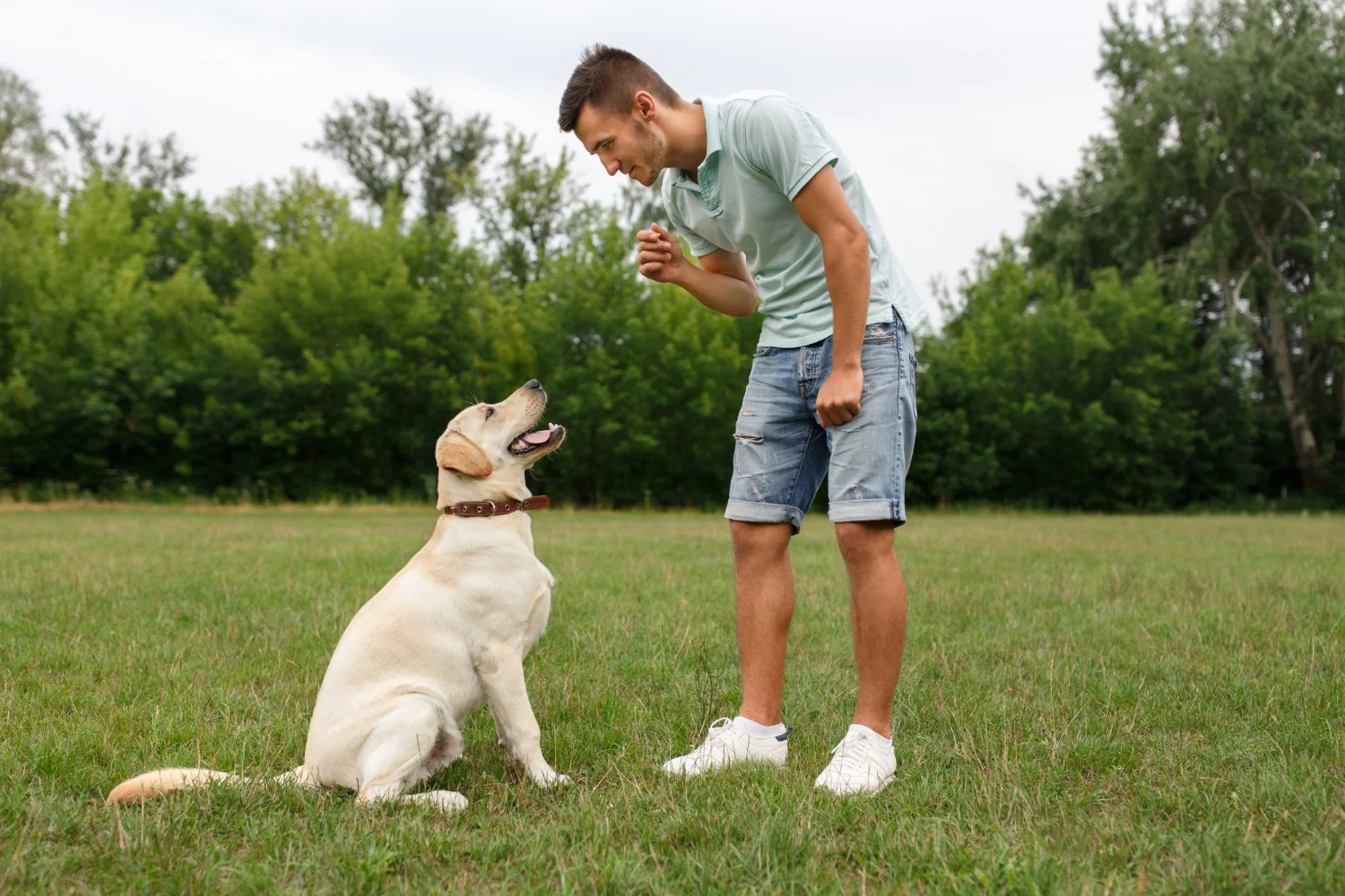 owner teaching his dog to sit