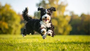 cute bernedoodle dog jumping happily in park