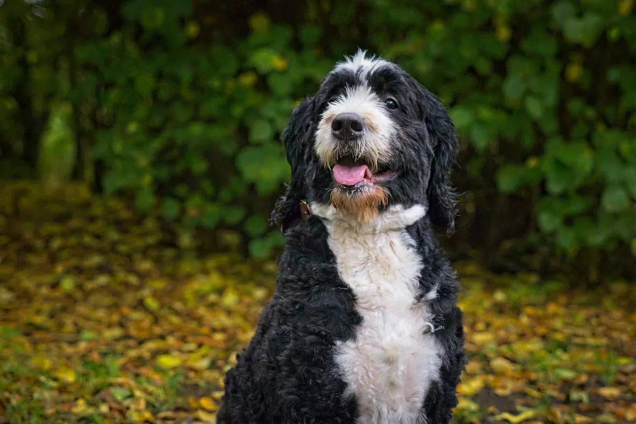 Cute bernedoodle dog