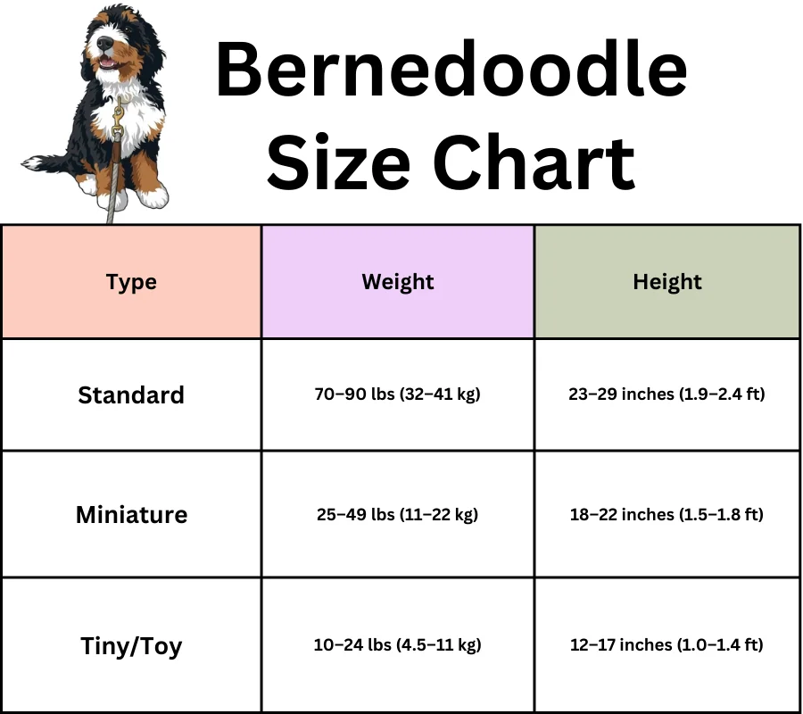 bernedoodle size chart 
