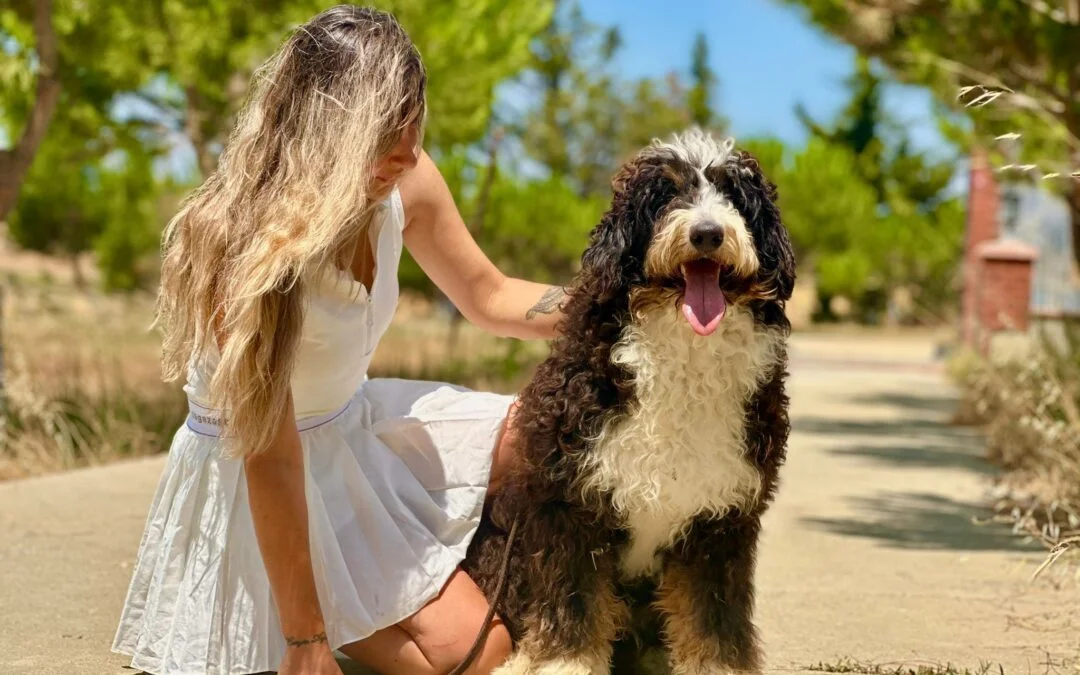 a woman sitting next to her bernedoodle