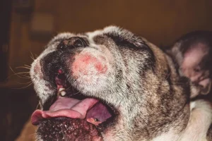 a dog with yeast infection on its face