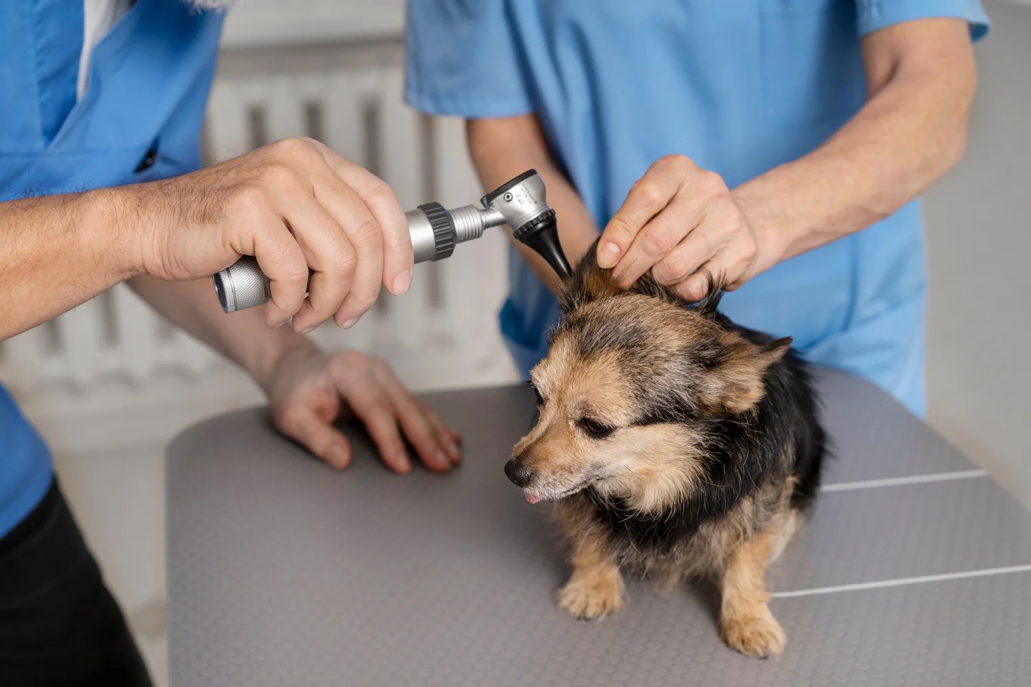 Dog at the vet getting ear drops