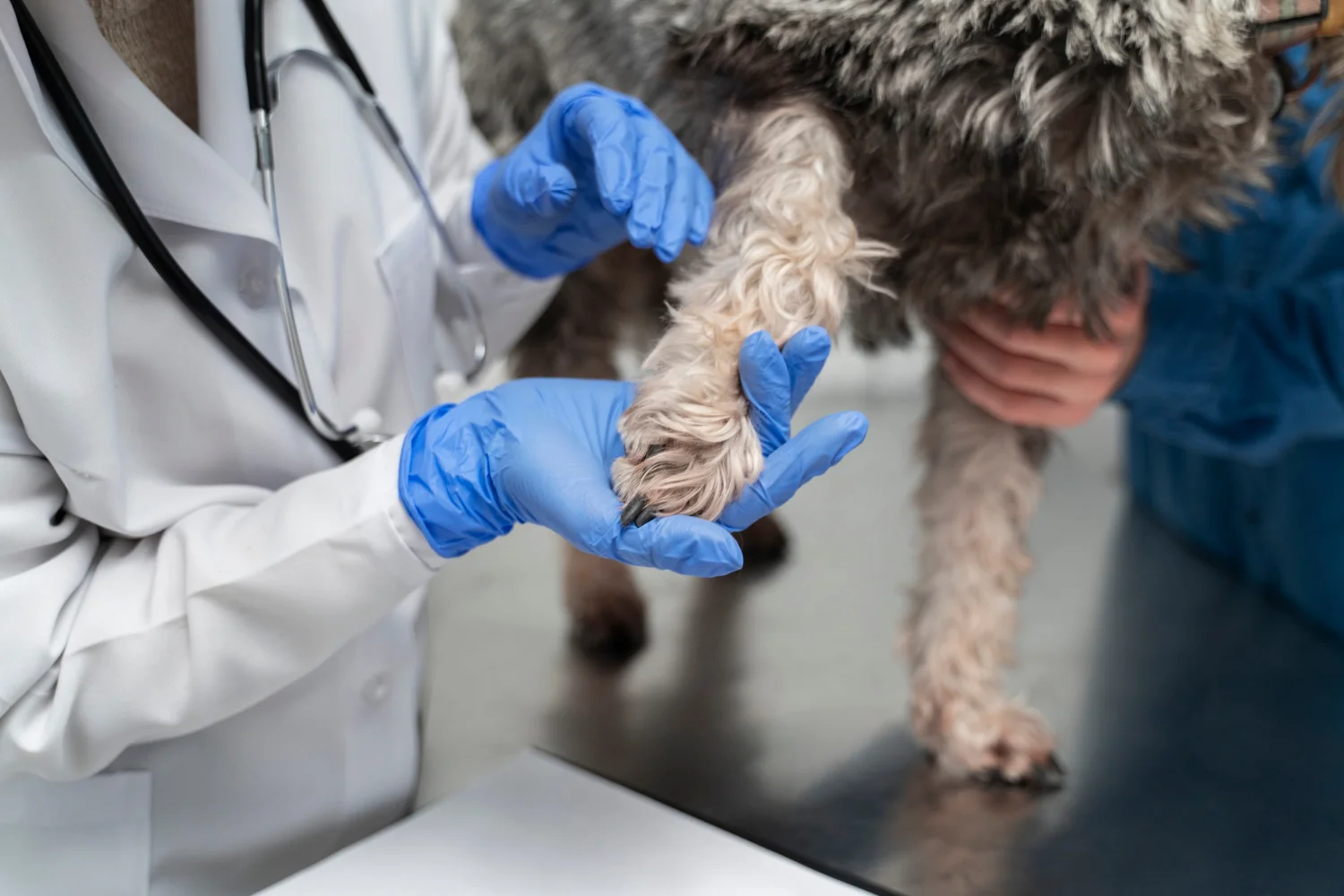 a vet examining a dog's paw for yeast infection