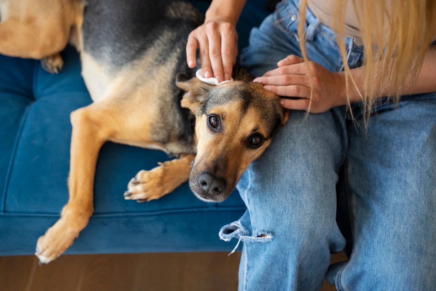 dog getting his ear cleaned for ear infection