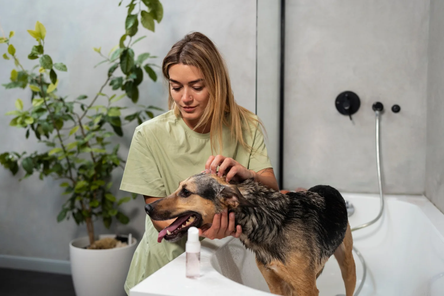dog getting a bath as part of Dog Yeast Infection Treatment