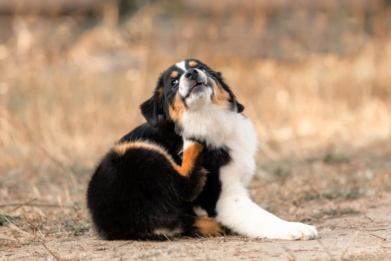 a puppy scratching its ear due to yeast infection