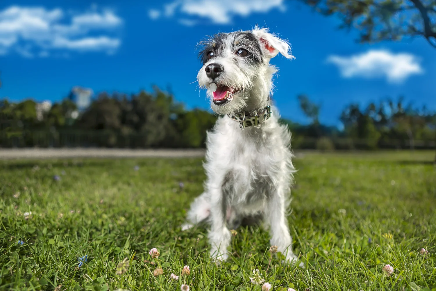Close-up of dog taking Meloxidyl medication for joint pain relief