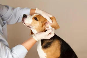 Dog at the vet getting ear drops for an ear infection