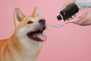 Dog owner giving Meloxidyl oral suspension to their dog